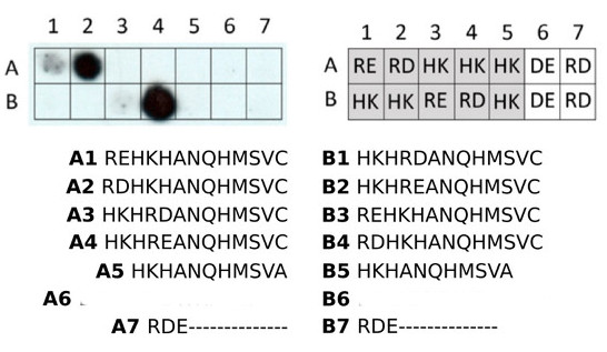 Western blot using anti-RD N-terminal arginylation antibodies